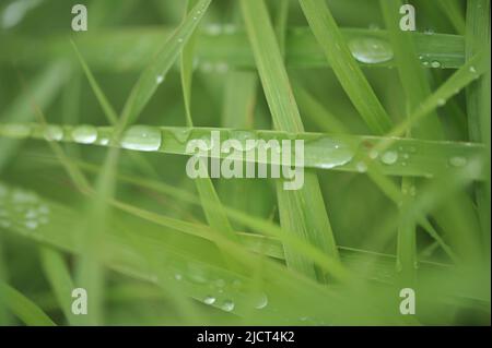 Provincia di montagna, Filippine: Macro shot orizzontale di gocce di pioggia su lame di erba verde ricca per sfondi e spazio di copia orizzontale. Foto Stock