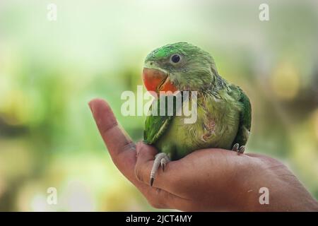 Il bel fagiano in mani umane. Foto Stock