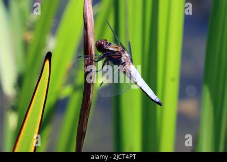 Plattbauch (Libellula depressia), Männchen Foto Stock