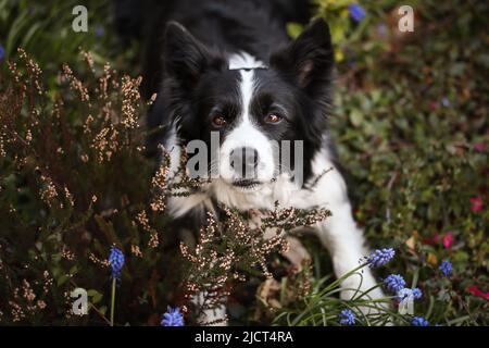 Cima-giù del bordo Collie in Calluna. Adorable Top View Ritratto di cane bianco e nero nel giardino. Foto Stock