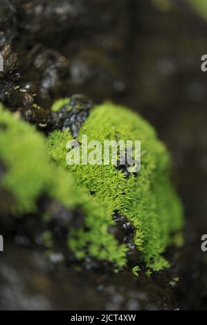 Provincia di montagna, Filippine: Primo piano di Dicranoweisia cirrata su una roccia. Muschio acrocarpo che cresce in ciuffi giallo-verdi. Foto Stock