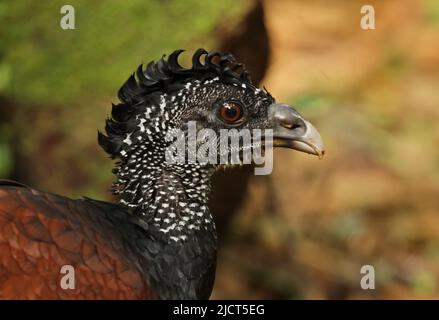 Grande Curassow (Crax rubra rubra) primo piano di testa di adulto femmina Arenal, Costa Rica Marzo Foto Stock