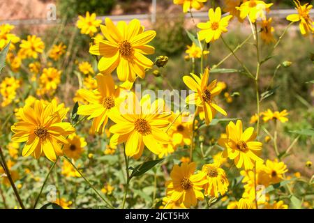 Gruppo di margherite gialle. Dimorphotheca sinuata. Macro Foto Stock