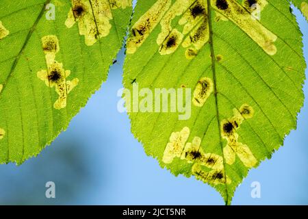 Minatore di foglie di castagno, Pest, castagno di cavallo, minatore di foglie, primo piano, Foglia, Aesculus hippocastanum, Leafminer Foto Stock