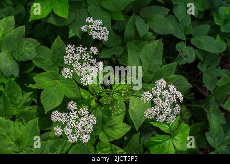 Sambuco macinato / gerardo di erbe / alga vescovile / gotta (Aegopodium podagraria / Aegopodium angelicifolium) in fiore in primavera Foto Stock