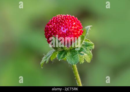 Fragola mock / fragola indiana / fragola falsa / fragola cortile (Potentilla indica / Duchesnea indica) mostrando frutta rossa a fine primavera Foto Stock