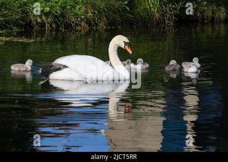 Swan con sette cigneti scivola lungo il Canal Grande. Riflessione in acqua scura. Il bambino si sciola con le piume soffici che nuotano. Dublino, Irlanda Foto Stock