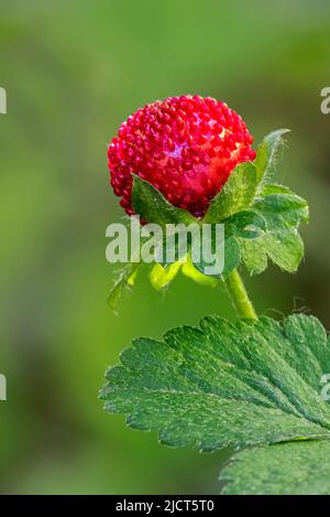 Fragola mock / fragola indiana / fragola falsa / fragola cortile (Potentilla indica / Duchesnea indica) mostrando frutta rossa a fine primavera Foto Stock