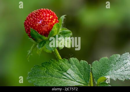 Fragola mock / fragola indiana / fragola falsa / fragola cortile (Potentilla indica / Duchesnea indica) mostrando frutta rossa a fine primavera Foto Stock