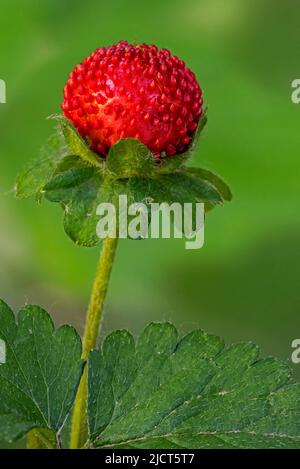 Fragola mock / fragola indiana / fragola falsa / fragola cortile (Potentilla indica / Duchesnea indica) mostrando frutta rossa a fine primavera Foto Stock