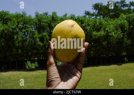 Donna in possesso di gustosi Mango indiani. Badami Mango frutta dolce nel gusto anche noto come Karnataka Alphonso. Mango dall'India con ambiente naturale indietro Foto Stock