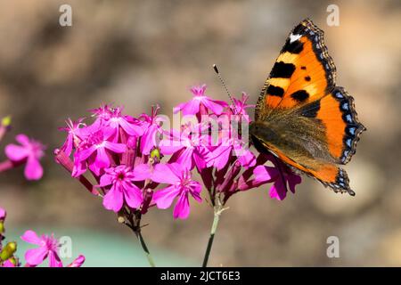 Piccola farfalla di tartaruga, su, fiore, farfalla, alimentazione, Rosa, fiori, primo piano, Fiori Foto Stock