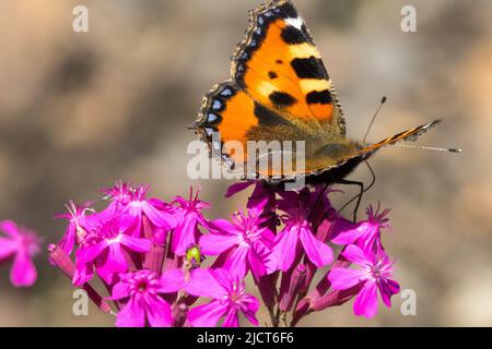 Farfalla, Aglais urticae, alimentazione Silene mexicana "Hot Stuff", piccola tartaruga, Nymphalis urticae, farfalla su fiore Foto Stock