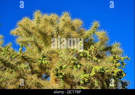 Cactus. Canna Chola Cylindropuntia spinosior su uno sfondo di cielo blu. Arizona, Stati Uniti Foto Stock