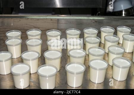 Elaborazione di yogurt naturale con latte di capra Foto Stock