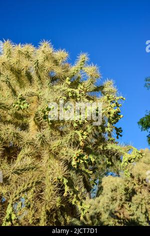 Cactus. Canna Chola Cylindropuntia spinosior su uno sfondo di cielo blu. Arizona, Stati Uniti Foto Stock