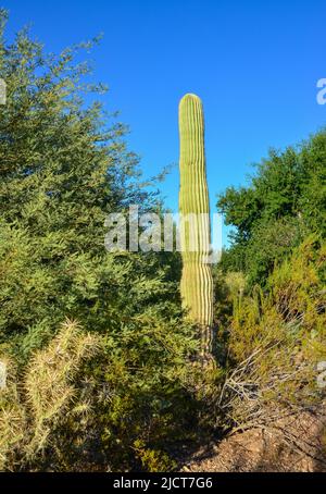Cactus dell'Arizona. Una vista che guarda su un cactus Saguaro (Carnegiea gigantea) dalla sua base Foto Stock