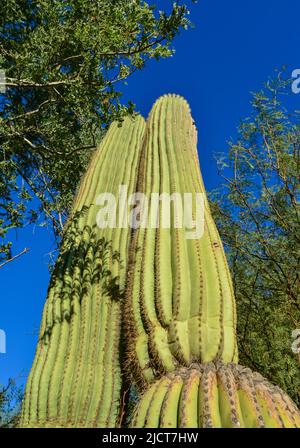 Cactus dell'Arizona. Una vista che guarda su un cactus Saguaro (Carnegiea gigantea) dalla sua base Foto Stock