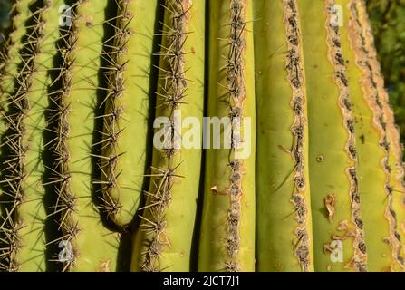Cactus dell'Arizona. Una vista che guarda su un cactus Saguaro (Carnegiea gigantea) dalla sua base Foto Stock
