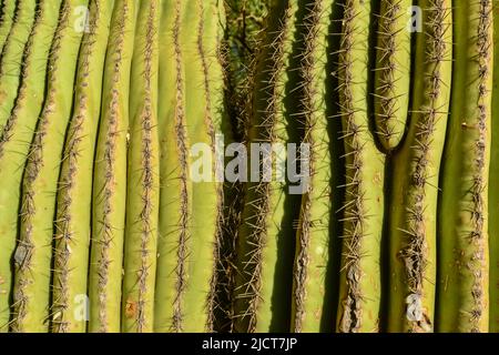 Cactus dell'Arizona. Una vista che guarda su un cactus Saguaro (Carnegiea gigantea) dalla sua base Foto Stock