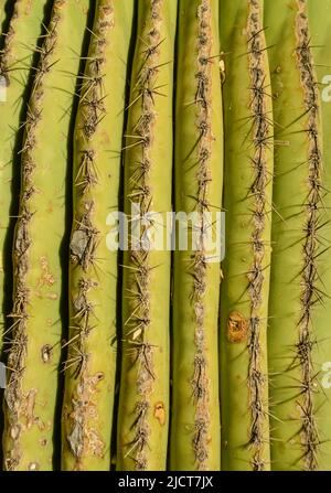 Cactus dell'Arizona. Una vista che guarda su un cactus Saguaro (Carnegiea gigantea) dalla sua base Foto Stock