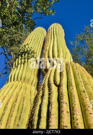 Cactus dell'Arizona. Una vista che guarda su un cactus Saguaro (Carnegiea gigantea) dalla sua base Foto Stock