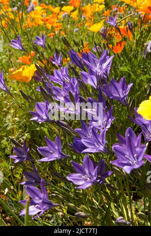 Fiori d'arancio blu tarda primavera o inizio estate Bellflower Californiani Papaveri Giardino Fiori misti Campanula Prato Fiori selvatici Fiori selvatici Mix fioritura Foto Stock