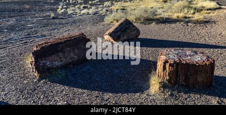 egli tronchi di alberi pietrificati, cristalli multicolore di minerali. Parco nazionale della Foresta pietrificata, Arizona Foto Stock