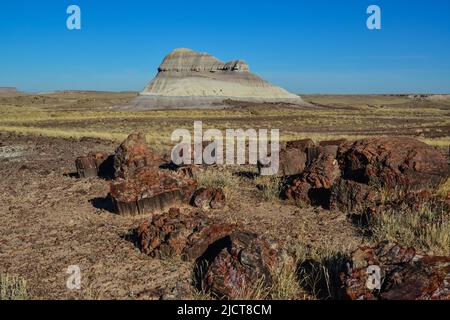 I tronchi di alberi pietrificati, cristalli multicolore di minerali. Parco nazionale della Foresta pietrificata, Arizona Foto Stock