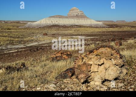 I tronchi di alberi pietrificati, cristalli multicolore di minerali. Parco nazionale della Foresta pietrificata, Arizona Foto Stock