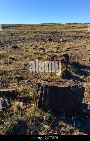 I tronchi di alberi pietrificati, cristalli multicolore di minerali. Parco nazionale della Foresta pietrificata, Arizona Foto Stock