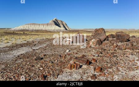 I tronchi di alberi pietrificati, cristalli multicolore di minerali. Parco nazionale della Foresta pietrificata, Arizona Foto Stock