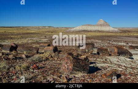 I tronchi di alberi pietrificati, cristalli multicolore di minerali. Parco nazionale della Foresta pietrificata, Arizona Foto Stock