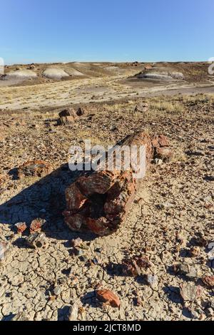 I tronchi di alberi pietrificati, cristalli multicolore di minerali. Parco nazionale della Foresta pietrificata, Arizona Foto Stock