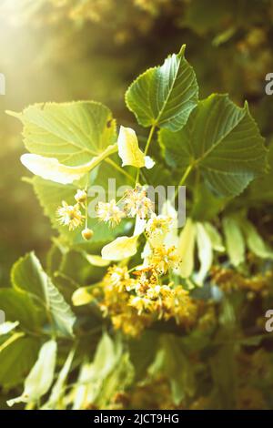 Fiori in fiore di tiglio lievitato (Tilia cordata). Ramo coperto con fiore giallo utilizzato per la preparazione di tè erboristeria. Schiena naturale Foto Stock