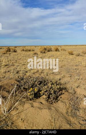 (Cylindropuntia versicolor) Prickly cylindropuntia con frutti gialli con semi. Cactus dell'Arizona, Stati Uniti Foto Stock