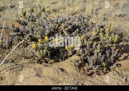 (Cylindropuntia versicolor) Prickly cylindropuntia con frutti gialli con semi. Cactus dell'Arizona, Stati Uniti Foto Stock