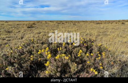 (Cylindropuntia versicolor) Prickly cylindropuntia con frutti gialli con semi. Cactus dell'Arizona, Stati Uniti Foto Stock