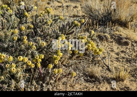 (Cylindropuntia versicolor) Prickly cylindropuntia con frutti gialli con semi. Cactus dell'Arizona, Stati Uniti Foto Stock