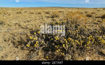 (Cylindropuntia versicolor) Prickly cylindropuntia con frutti gialli con semi. Cactus dell'Arizona, Stati Uniti Foto Stock