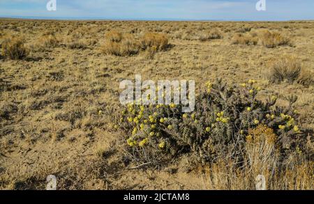 (Cylindropuntia versicolor) Prickly cylindropuntia con frutti gialli con semi. Cactus dell'Arizona, Stati Uniti Foto Stock