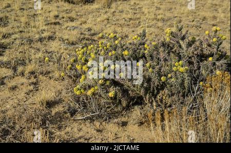 (Cylindropuntia versicolor) Prickly cylindropuntia con frutti gialli con semi. Cactus dell'Arizona, Stati Uniti Foto Stock