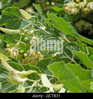 Tiglio estivo in fiore, Tilia platyphyllos, primo piano Foto Stock