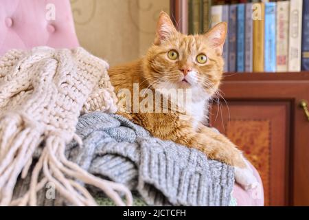 Grande gatto rosso sdraiato su una poltrona con le cose calde invernali in maglia Foto Stock