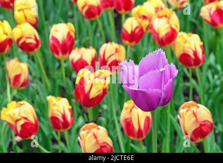 Tulipano viola terroso sullo sfondo dei tulipani giallo-rossi. Fioritura dei tulipani di Gesner. Foto Stock