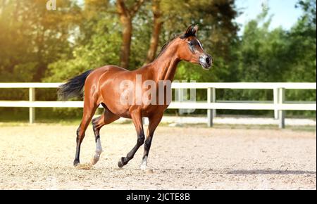 Cavallo arabo correre galoppo in sabbia. Uno stallone sportivo di razza purosangue marrone. Luce estiva. Vista frontale. Sport equestre. Banner sportivo Foto Stock