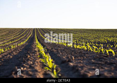 File di mais verde e ondate dei campi agricoli dell'Ucraina. Background agricolo Foto Stock