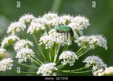 Coleottero di rosa verde (Cetonia aurata) su fiori di prezzemolo di vacca nel mese di giugno, una specie di insetto di coleotteri impollinante in Surrey, Inghilterra, Regno Unito Foto Stock