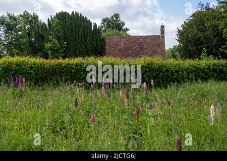 Lupini fioriti in prato accanto alla Chiesa di San Pietro, Terwick, West Sussex, Inghilterra, Regno Unito, Nel South Downs National Park Foto Stock