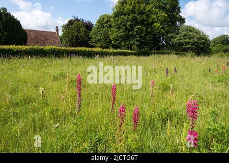 Lupini fioriti in prato accanto alla Chiesa di San Pietro, Terwick, West Sussex, Inghilterra, Regno Unito, Nel South Downs National Park Foto Stock